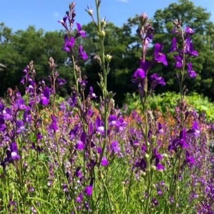 Линария мароканска Licilia Azure – Linaria maroccana – семена от линария – 100 бр.