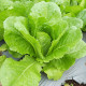 Salát římský Bertolt - Lactuca sativa var. longifolia - semena salátu - 200 ks