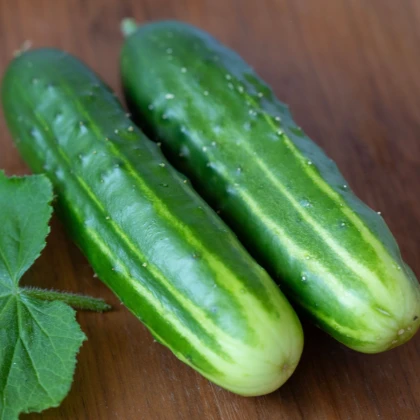 Okurka salátová Marketmore - Cucumis sativus - semena okurky - 10 ks