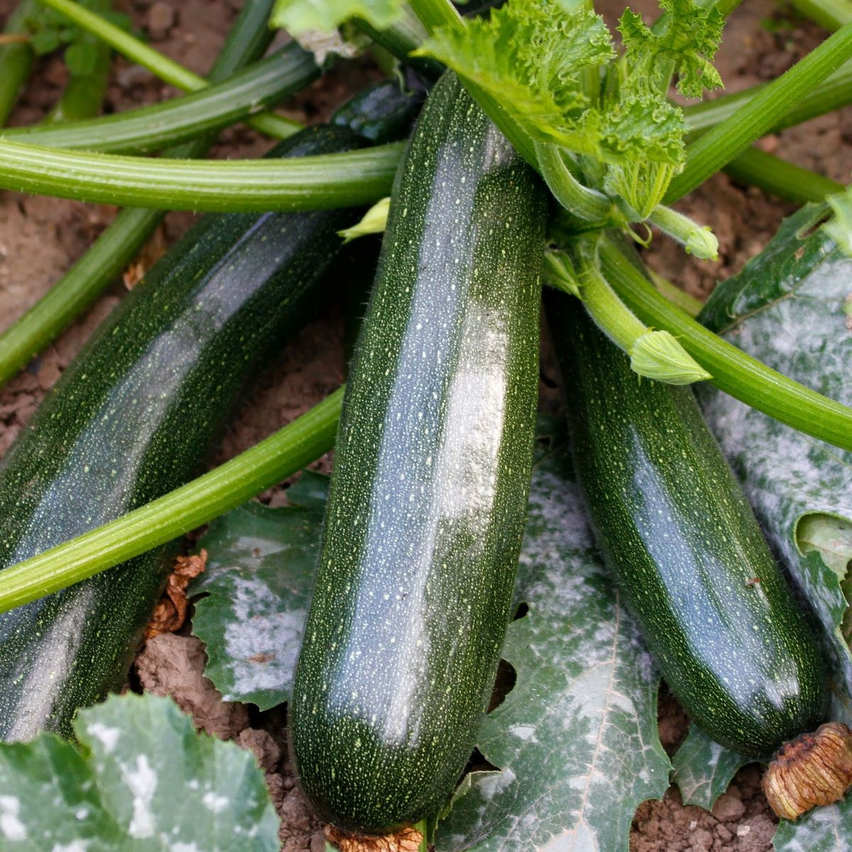 BIO Cuketa Kimber F1 - Cucurbita pepo - bio semena cukety - 5 ks