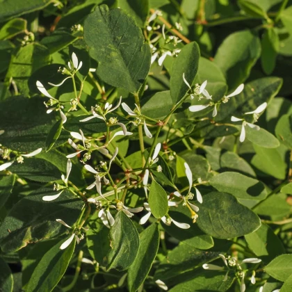 Pryšec trávovitý Glitz F1 - Euphorbia graminea - semena pryšce - 12 ks