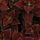 Africká kopřiva Sun Chocolate Mint - Coleus blumei - semena africké kopřivy - 20 ks
