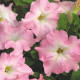 Petúnie Mistral Pearly F1 - Petunia grandiflora - semena petúnie - 15 ks