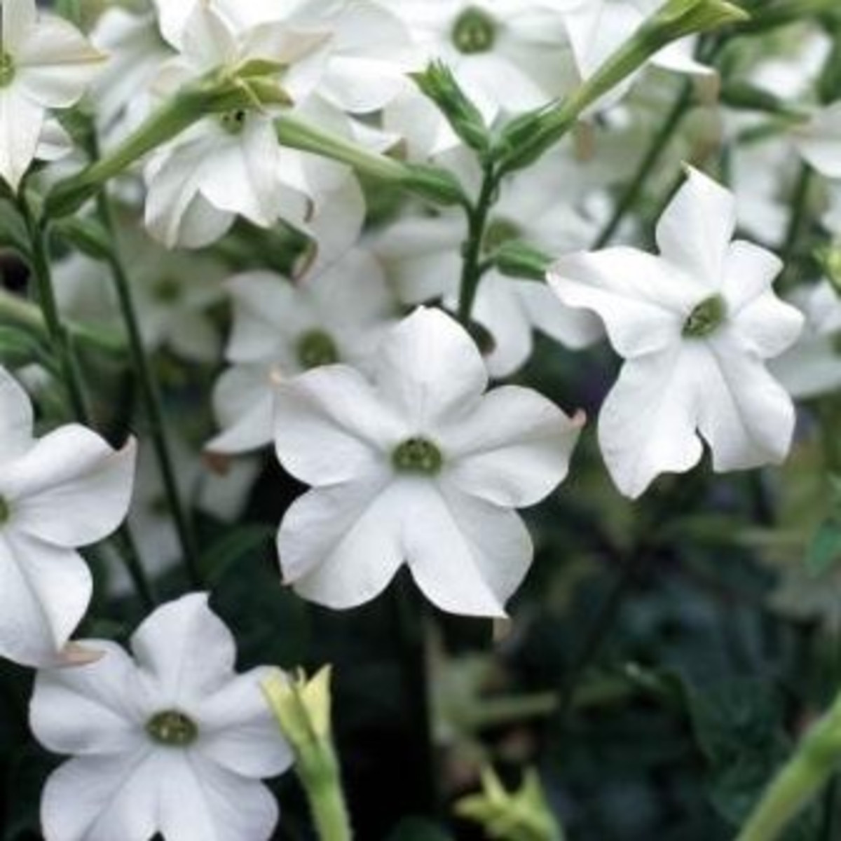 Tabák Perfume White F1 - Nicotiana - semena tabáku - 50 ks