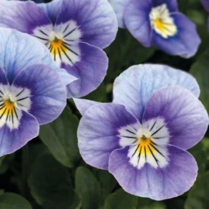Рогата теменуга Sorbet Lavender Pink – Viola cornuta – семена от виола – 20 бр.