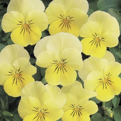 Violka rohatá Sorbet Lemon Chiffon - Viola cornuta - semena violky - 20 ks