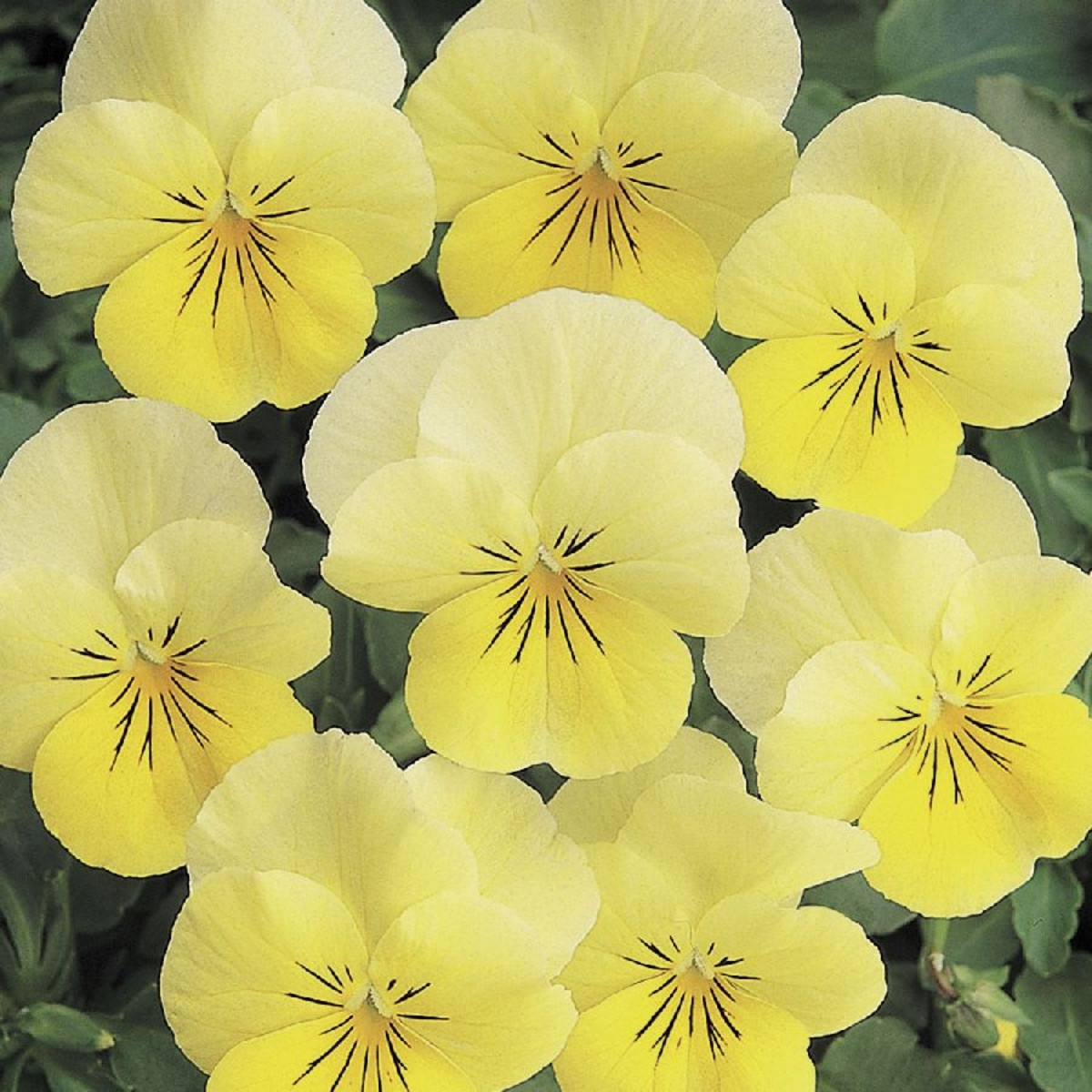 Violka rohatá Sorbet Lemon Chiffon - Viola cornuta - semena violky - 20 ks