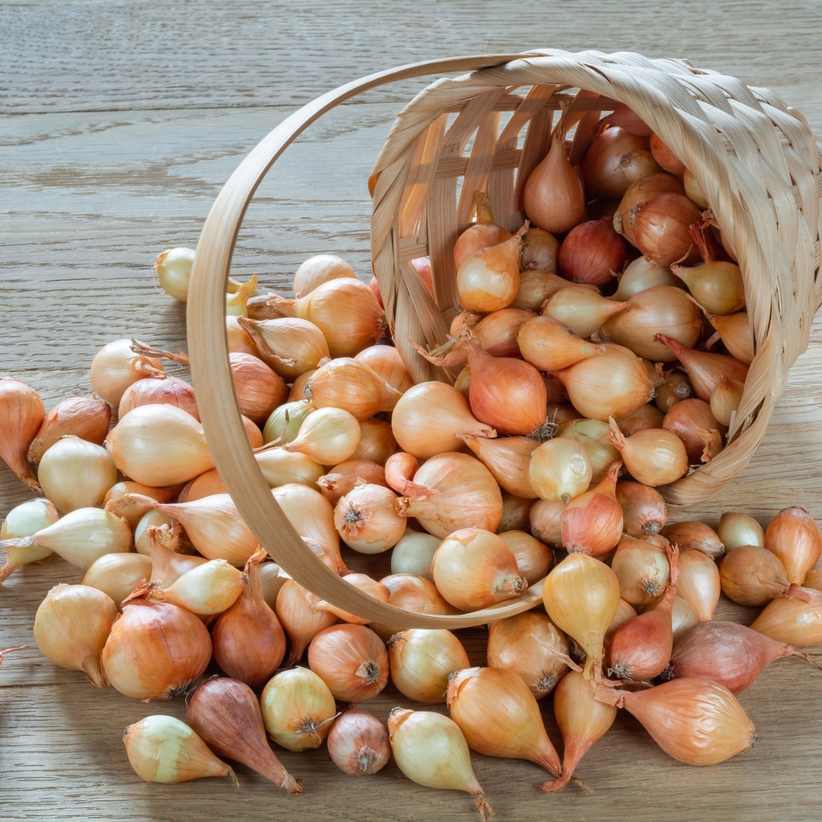 BIO Cibule sazečka Štutgart - Allium cepa - bio cibulky - 250 g
