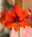 Hvězdník Naranja - Hippeastrum - cibule hvězdníku - 1 ks