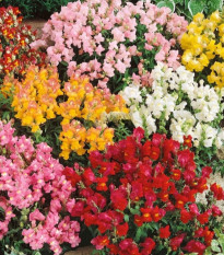 Hledík větší Tom Pouce - Antirrhinum majus L. - semena hledíku - 300 ks