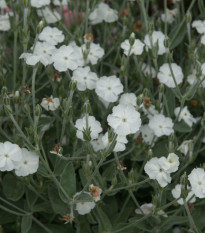 Короновата лихнис (White) – Lychnis coronaria – семена от короновата лихнис – 100 бр.