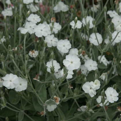 Короновата лихнис (White) – Lychnis coronaria – семена от короновата лихнис – 100 бр.