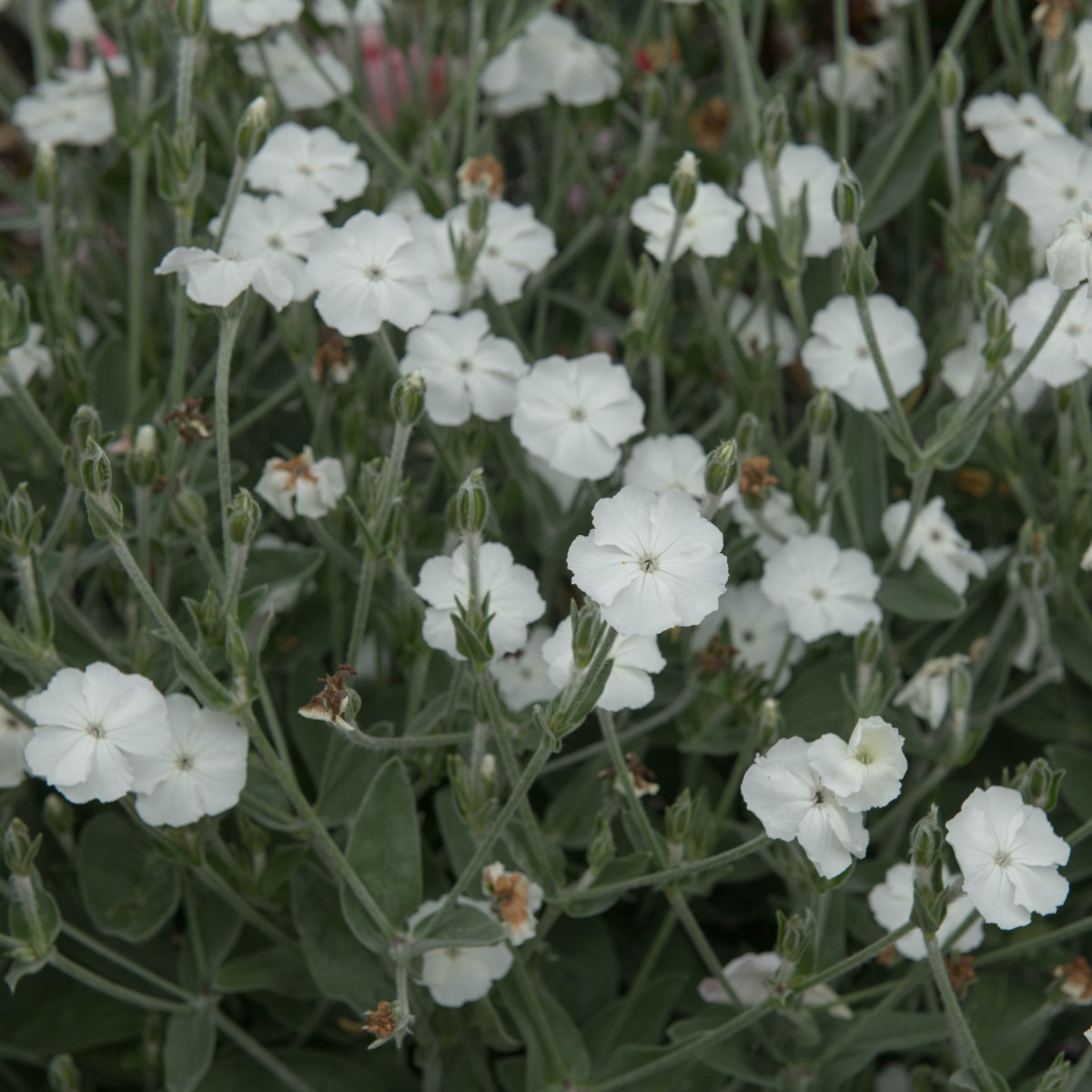 Короновата лихнис (White) – Lychnis coronaria – семена от короновата лихнис – 100 бр.