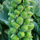 BIO Kapusta růžičková Igor F1 - Brassica oleracea - semena kapusty - 20 ks