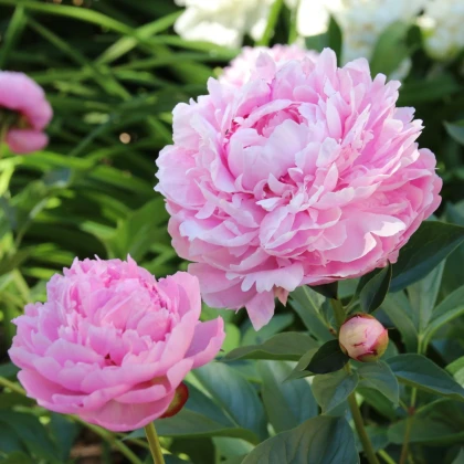 Pivoňka Sarah Bernhardt - Paeonia lactiflora - hlízy pivoňky - 1 ks