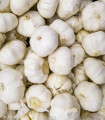 Sadbový Česnek Messidrome bílý - Allium sativum - nepaličák - cibule česneku - 1 balení