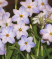 Jarní hvězdička Rolf Fiedler - Ipheion uniflorum - cibulky ifejonu - 5 ks