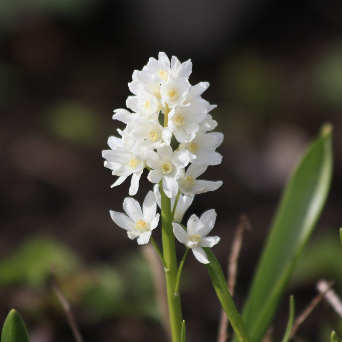 Puškinie ladoňkovitá bílá - Puschkinia scilloides alba - cibule puškinie - 6 ks