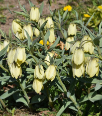 Řebčík Pallidiflora - Fritillaria - cibule řebčíku - 2 ks