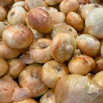 Sazečka Augusta - Allium cepa - cibulky - 250 g