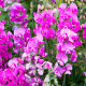 Сладък грах розов - Lathyrus odoratus - отглеждане