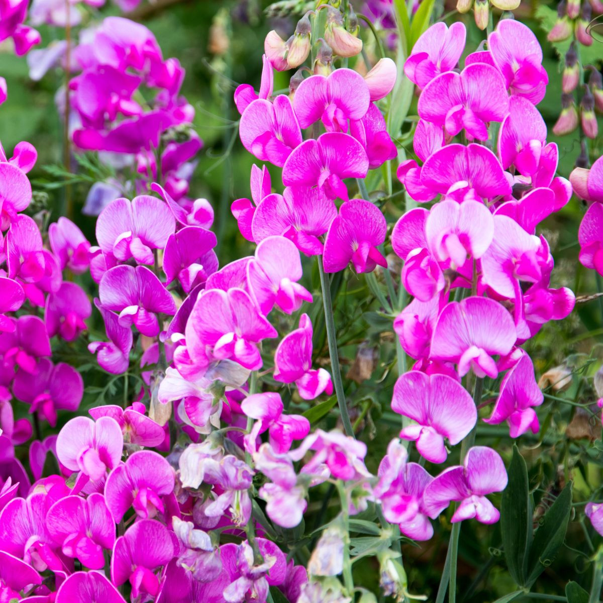 Сладък грах розов - Lathyrus odoratus - отглеждане