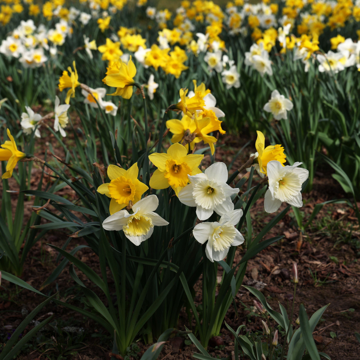 Směs narcisů - Narcissus mix - cibule narcisu - 15 ks