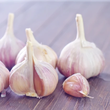 Sadbový Česnek Messidrome purple - Allium sativum - nepaličák - cibule česneku - 1 balení