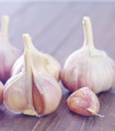 Sadbový Česnek Messidrome purple - Allium sativum - nepaličák - cibule česneku - 1 balení