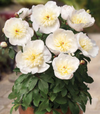 Pivoňka Patio Madrid - Paeonia - hlízy pivoňky - 1 ks