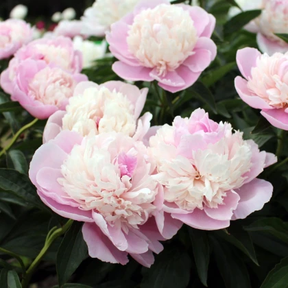 Pivoňka Angel Cheeks - Paeonia - hlízy pivoňky - 1 ks