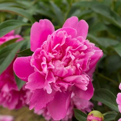 Pivoňka Patio Rome - Paeonia lactiflora - hlízy pivoňky - 1 ks