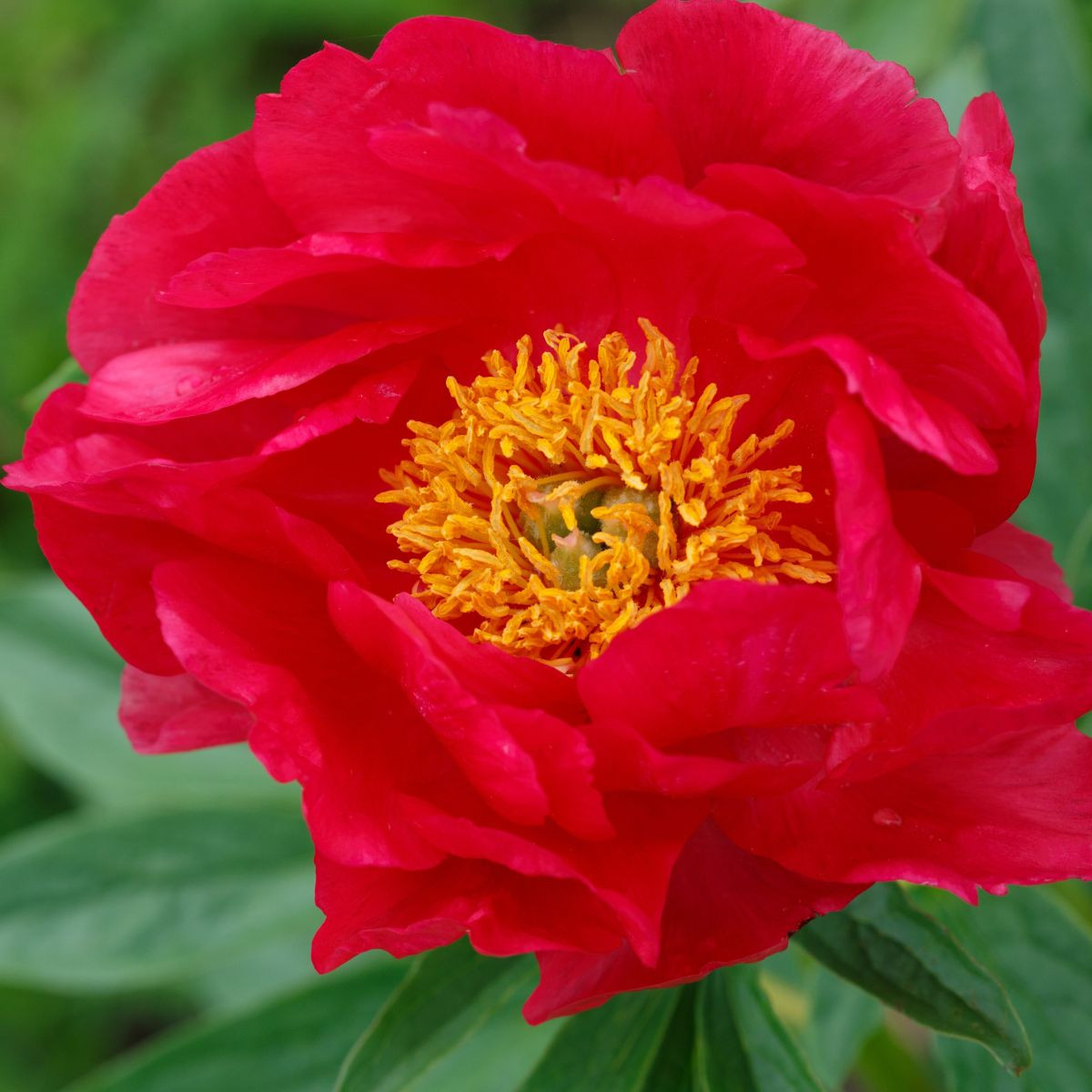 Pivoňka Patio Moscow - Paeonia lactiflora - hlízy pivoňky - 1 ks