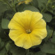 Petchoa Caliburst Yellow - Petchoa Caliburst - semena petchoa - 8 ks