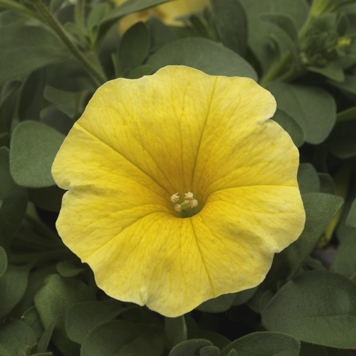 Petchoa Caliburst Yellow - Petchoa Caliburst - semena petchoa - 8 ks