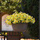 Petchoa Caliburst Yellow - Petchoa Caliburst - semena petchoa - 8 ks