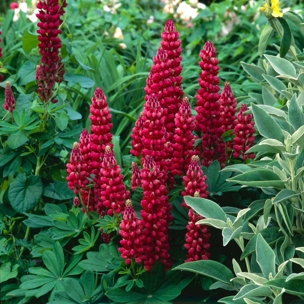 Lupina mnoholistá Gallery Red Shades - Lupinus polyphyllus - semena lupiny - 20 ks