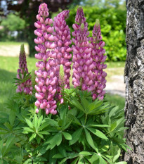 Lupina mnoholistá Mini Gallery Pure Pink - Lupinus polyphyllus - semena lupiny - 12 ks
