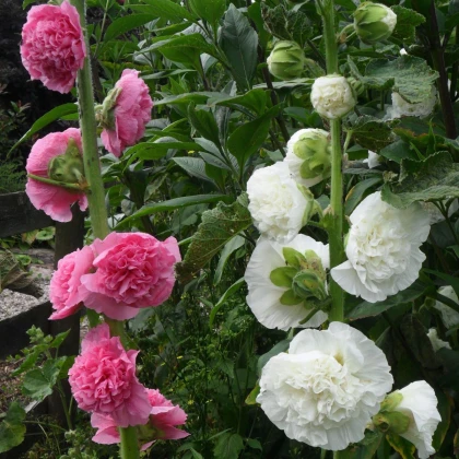 Topolovka plnokvětá Chaters mix barev  - Alcea rosea - semena topolovky - 12 ks