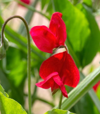 Hrachor Winter Sunshine Scarlet - Lathyrus odoratus - semena hrachoru - 15 ks