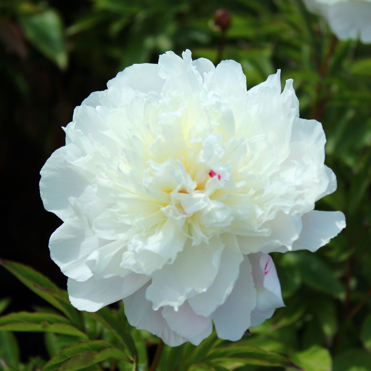 Pivoňka Shirley Temple - Paeonia lactiflora - hlízy pivoňky - 1 ks