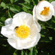Pivoňka Patio Dublin - Paeonia lactiflora - hlízy pivoňky - 1 ks