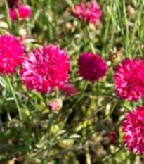 Chrpa luční Ball Red - Centaurea cyanus - semena chrpy - 50 ks