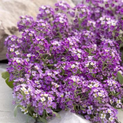 Tařicovka Aphrodite Purple - Lobularia maritima - semena tařicovky - 50 ks