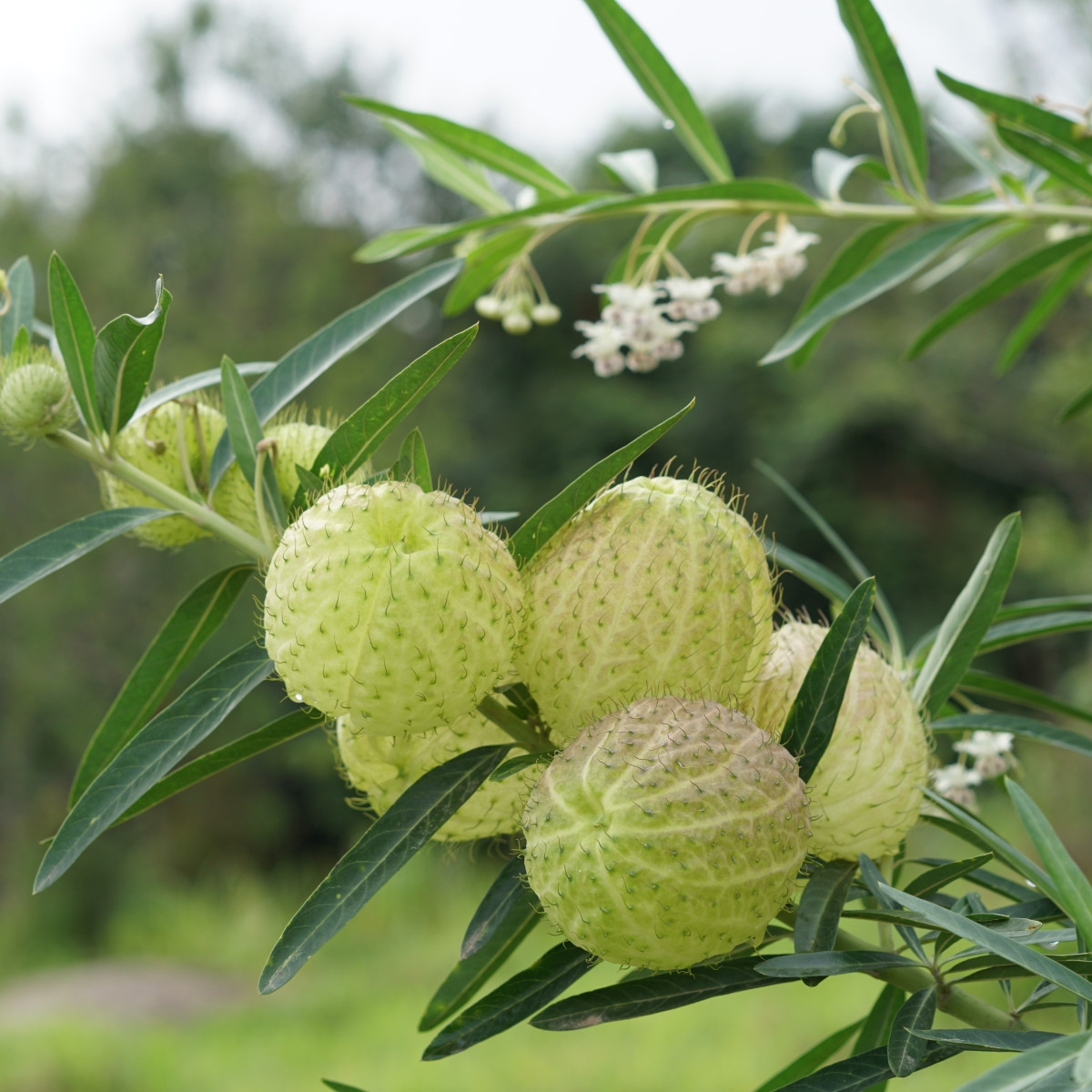 Ostnoplod Lví koule - Gomphocarpus physocarpus - semena ostnoplodu - 30 ks
