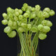 Ostnoplod Lví koule - Gomphocarpus physocarpus - semena ostnoplodu - 30 ks