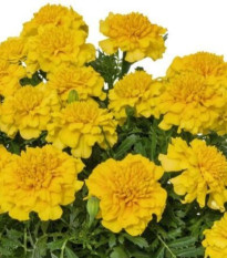 Aksamitník rozkladitý Super Hero Deep Yellow - Tagetes patula - semena aksamitníku - 30 ks