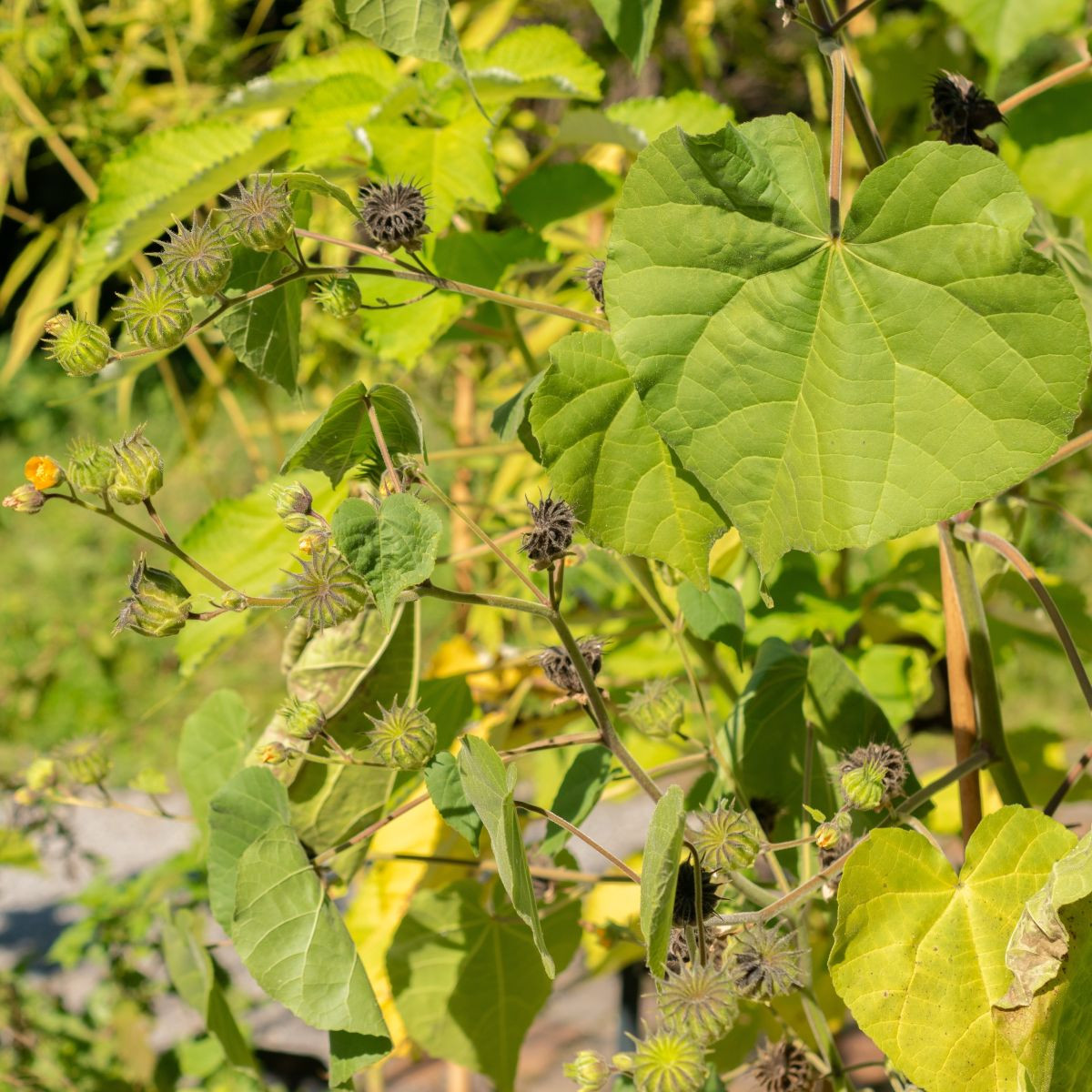 Mračňák Theophrastův - Abutilon theophrasti - semena mračňáku - 40 ks