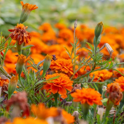 Aksamitník rozkladitý Hot Pak Orange - Tagetes patula - semena aksamitníku - 30 ks