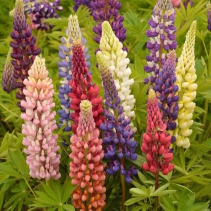Lupina mnoholistá Russel Mix - Lupinus polyphyllus - semena lupiny - 20 ks